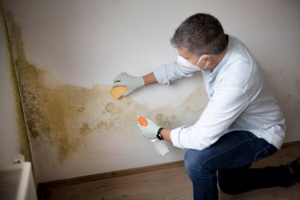 Best Mold Remediation for Healthcare Facilities  in Silver Lake, KS