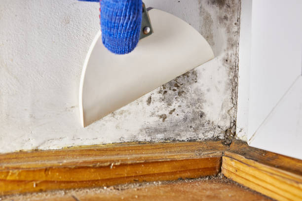 Best Mold Removal for HVAC Installations  in Silver Lake, KS